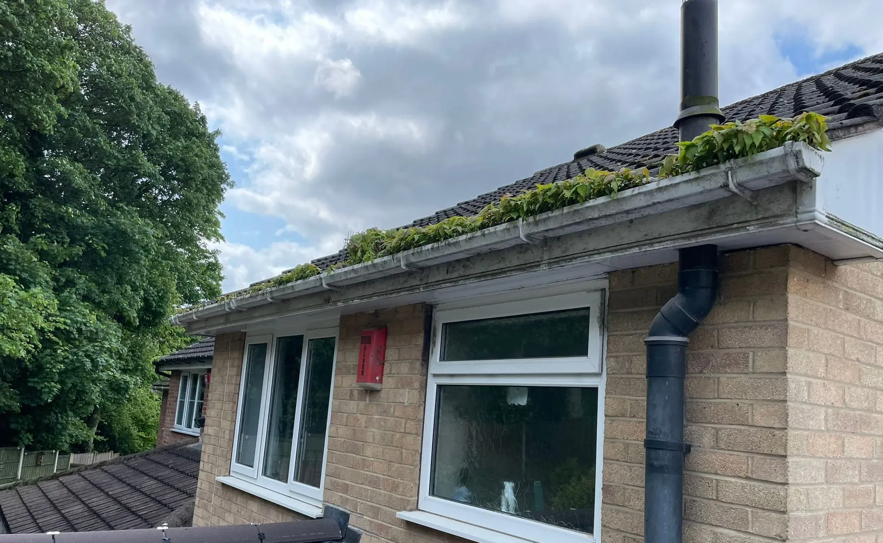 A gutter overgrown with moss above a bungalow window, before clearing